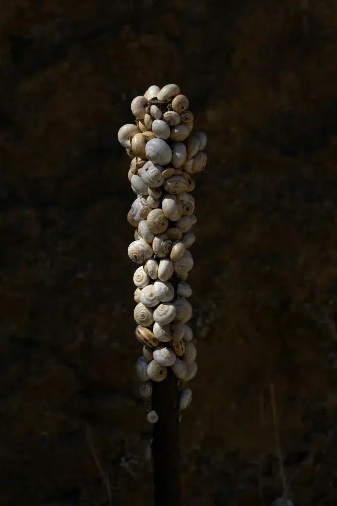 01 Snails 90 X 135 Cm